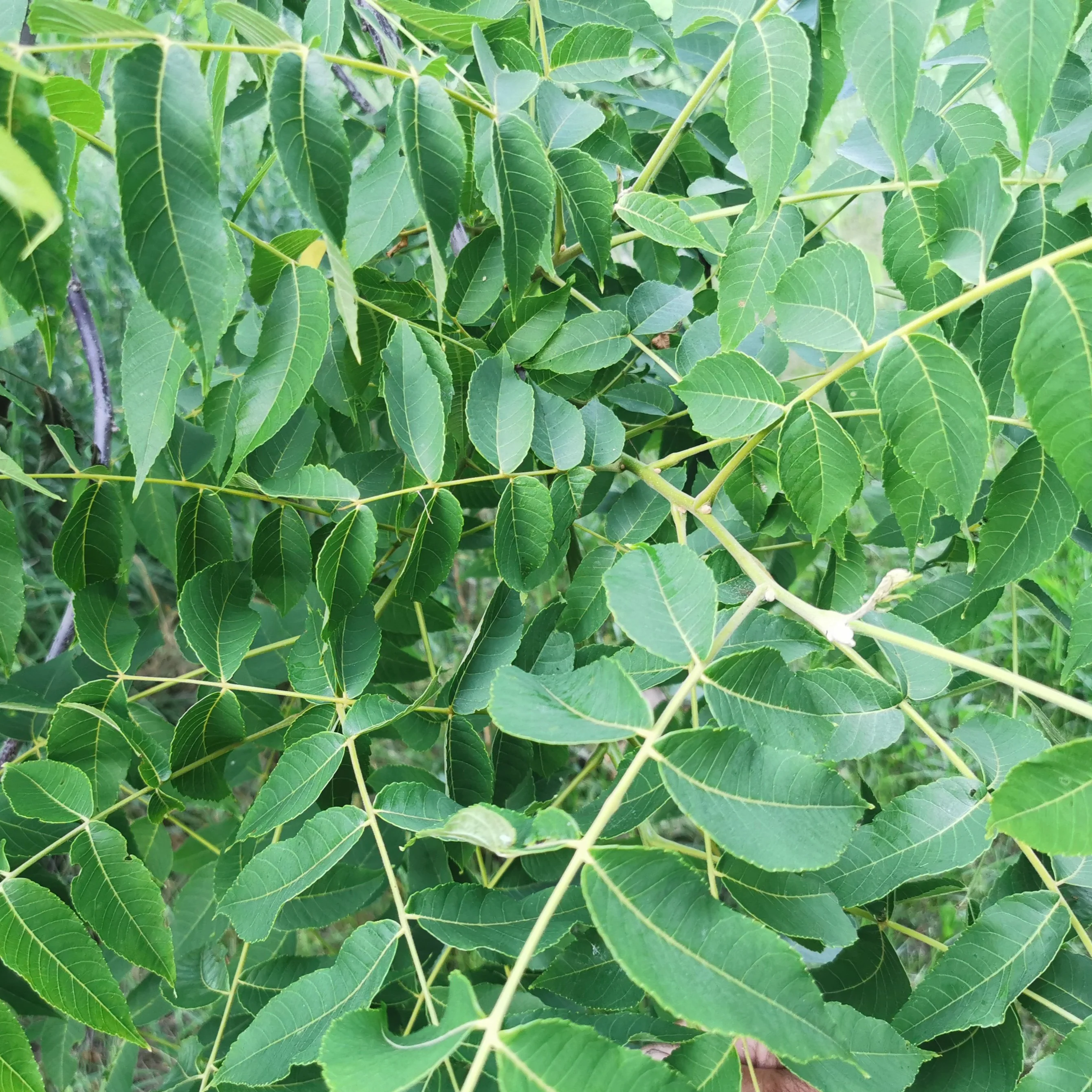 Black Walnut Seedling Bareroot - Image 3