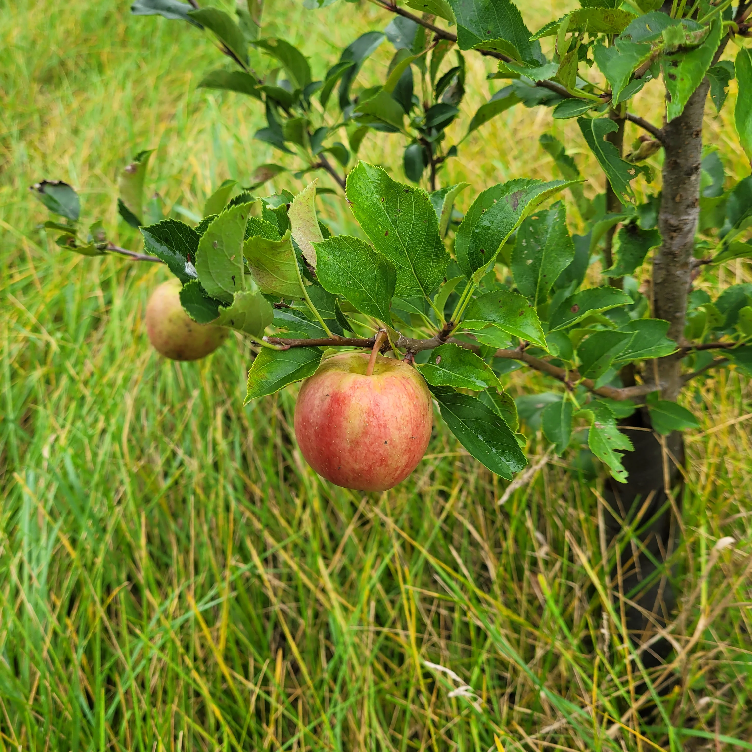 Karneval Apple Bareroot - Image 3
