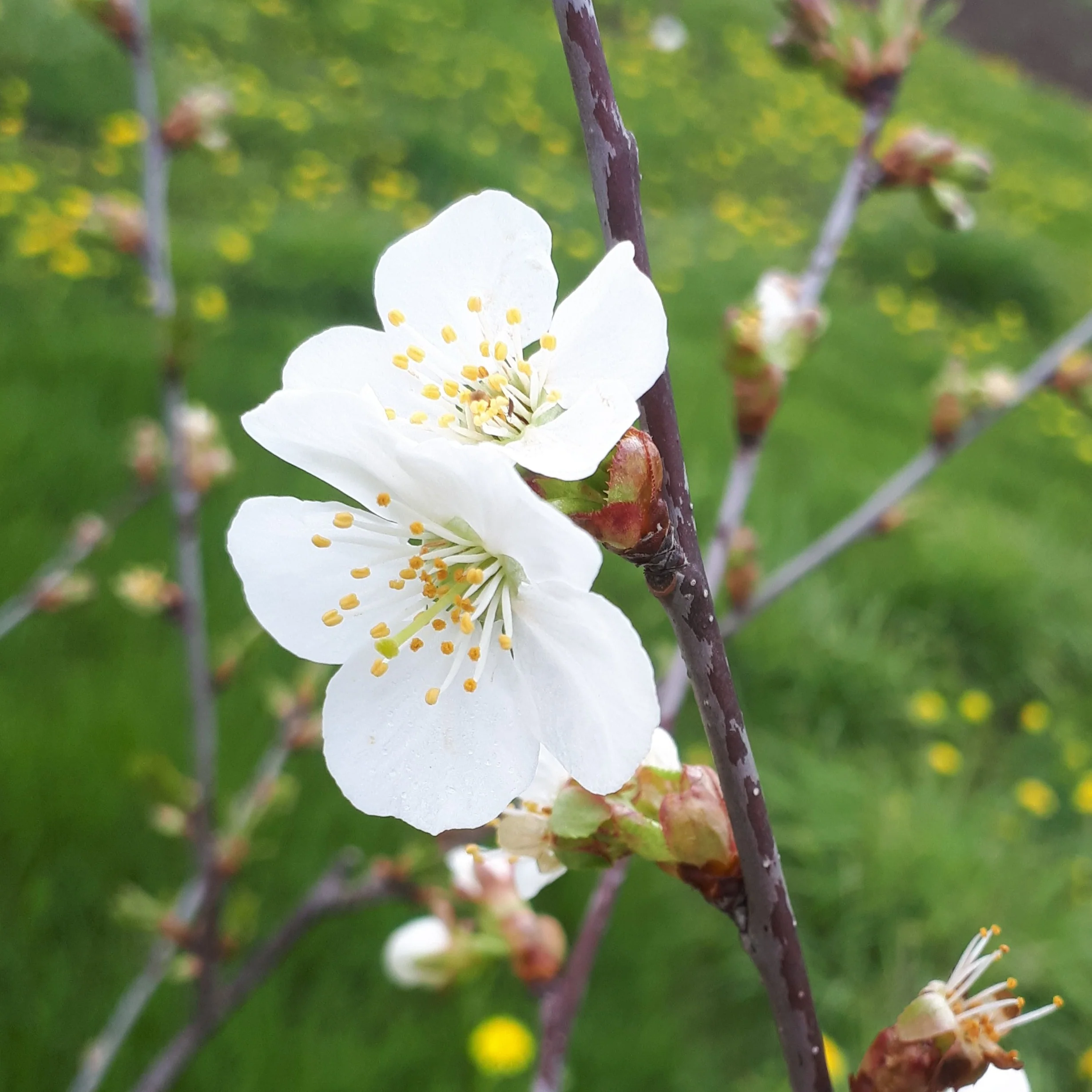 Montmorency Sour Cherry Bareroot - Image 3